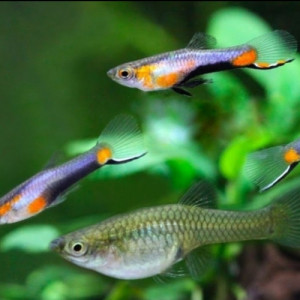 Guppys endler Blue Star