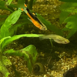 Guppy endler Santa Maria