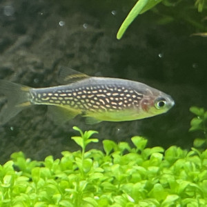 Microrasbora Galaxy (Danio Margaritatus)