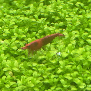 Crevette Red Cherry (Neocaridina Davidi)