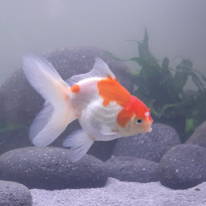 Oranda rouge et blanc taille M, annonce en ligne = disponible