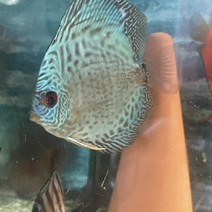 Discus