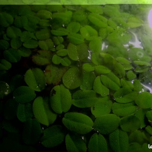 Plante flottante aquarium salvinia natans