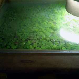 Plante flottante aquarium salvinia natans