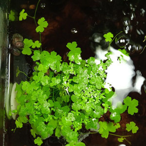 Plante aquarium Hydrocotyle cf. Tripartita