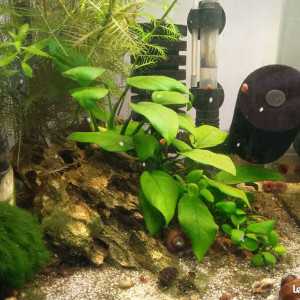 Plante aquatique aquarium anubias sur roche