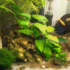 Plante aquatique aquarium anubias sur roche