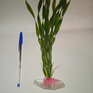 Plante artificielle aquarium type vallisneria