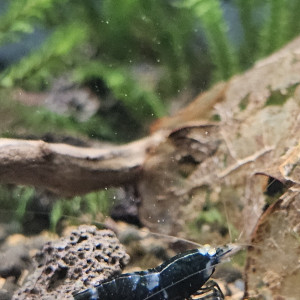 Crevette caridina  black lapis oe