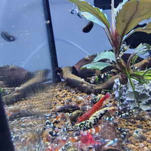 Caridina mix