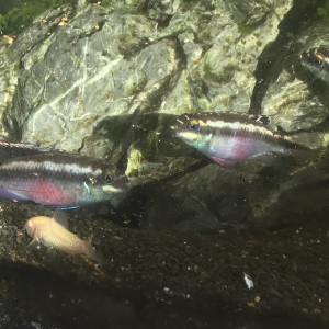 Vends pelvicachromis pulcher