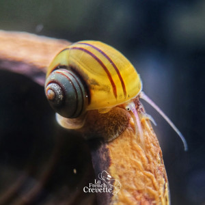 Escargot Asolene spixii