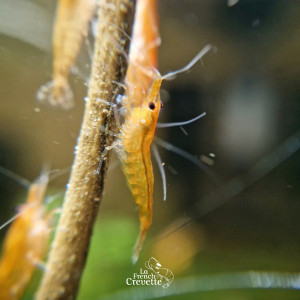 Neocaridina Orange issues de Sunburst