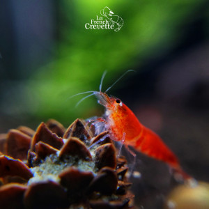 Caridina Super Red Crystal Santa