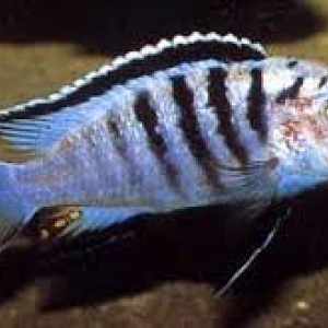 Labidochromis nkali