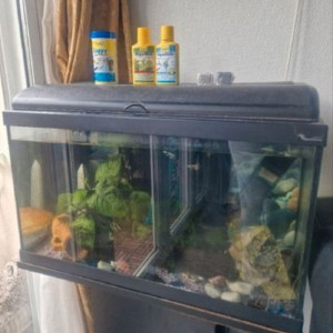 Aquarium et poissons