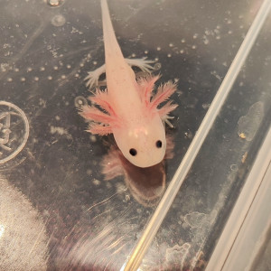 Axolotl juvénile