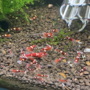 Caridina TWB   King Kong   Red Ruby