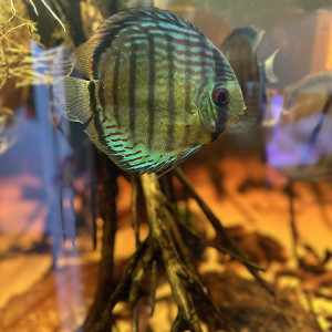 Discus sauvage