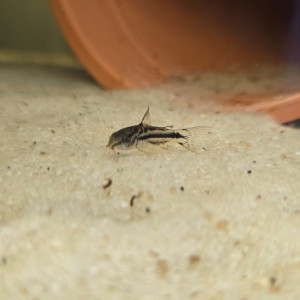 Corydoras Elegans