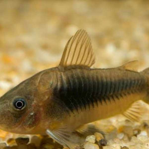 Alevins corydoras aenus