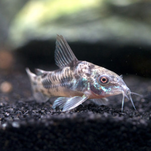 Corydoras Peppered