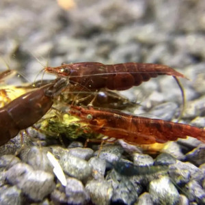 Crevettes CHOCOLAT sélectionnées