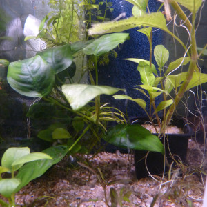 Diverses plantes d'aquarium