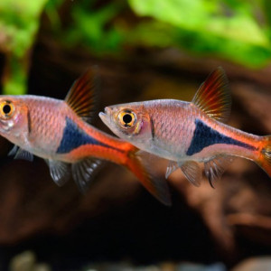 Rasbora Arlequin