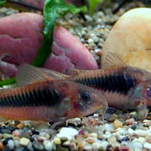 Corydoras aeneus