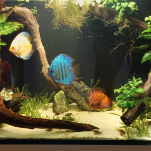 Discus, corridoras, ancistrus,plantes