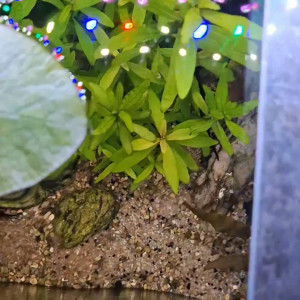 Higrophila polysperma