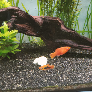 2 platys de couleur orangée