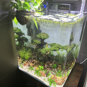 Aquarium dennerle 30l avec banzai en parfait état