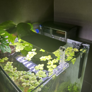 Aquarium dennerle 30l avec banzai en parfait état