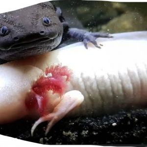 Recherche axolotl mâle