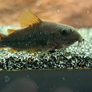 Corydoras black Venezuela 4/5cm