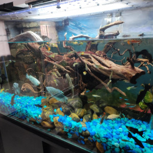 Aquarium + poisson toutes sortes + 1 crabe tricolore mâle