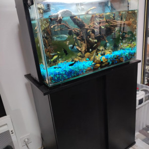 Aquarium + poisson toutes sortes + 1 crabe tricolore mâle