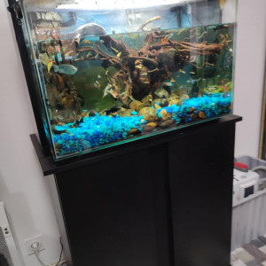 Aquarium + poisson toutes sortes + 1 crabe tricolore mâle