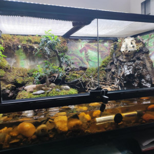 Paludarium + crabe vampire+ guppy