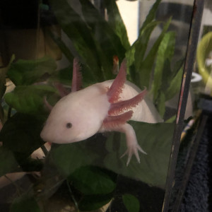 Axolotl