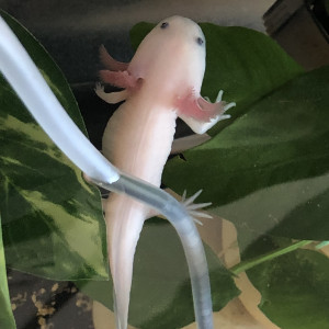 Axolotl