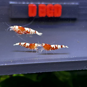 Crevette fancy tiger red bas grade