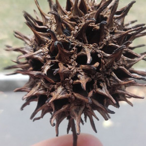 Fruits de liquidambar