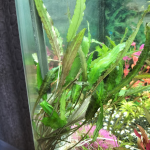 Cryptocoryne wendtii Mi Oya