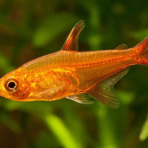 Tétras amande (hyphessobrycon amandae)