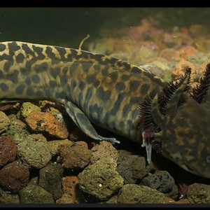 Recherche ambystoma andersoni dans le puy de dome