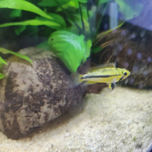 Femelle apistogramma cacatuoides