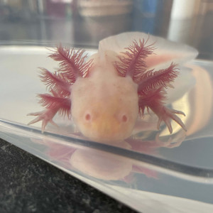 Axolotls Albinos Mâles